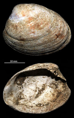 Venerupis senescens, Macchia della Turchina (Monteromano, VT)