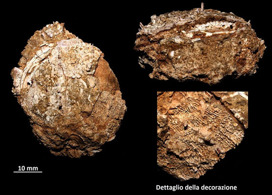 Spondylus gaederopus, Sant'Agostino (Civitavecchia, RM)