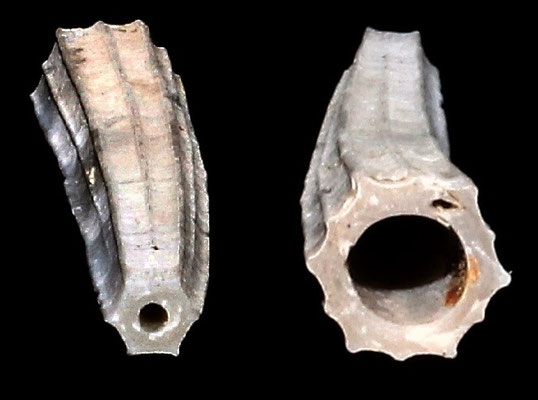 Dentalium sexangulum, Vignola (MO)