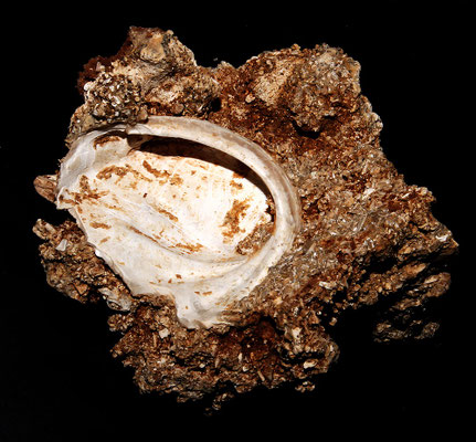 Haliotis tuberculata, Sant'Agostino (Civitavecchia, RM)