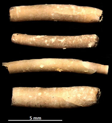 Ditrupa cornea, sabbie ad echinodermi, Tarquinia (VT)