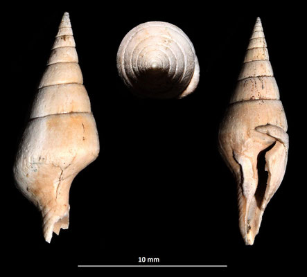 Mitrella nassoides, Vignola (MO)
