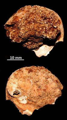 Haliotis tuberculata, Sant'Agostino (Civitavecchia, RM)