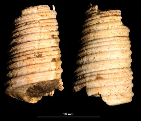 Haustator vermicularis, colline di Tarquinia (VT)