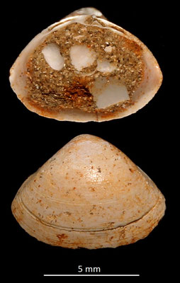Spisula subtruncata var. triangula, Miocene dell'Aquitania