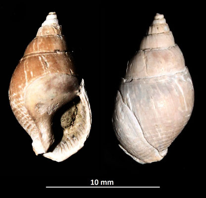 Nassarius semistriatus, Vignola (MO)