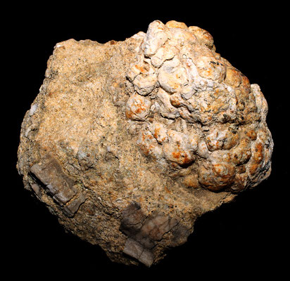 Lithothamnium sp., Sant'Agostino (Civitavecchia)