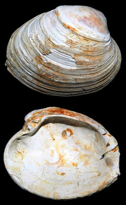 Venerupis senescens, Macchia della Turchina (Monteromano, VT)