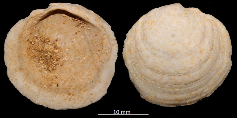 Miltha incrassata, Miocene dell'Aquitania