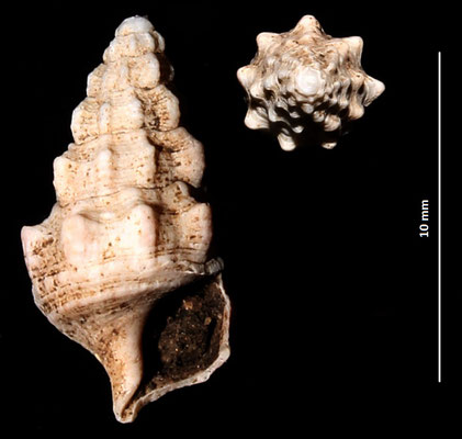 Cerithium cfr. varicosum, Sant'Agostino (Civitavecchia, RM)