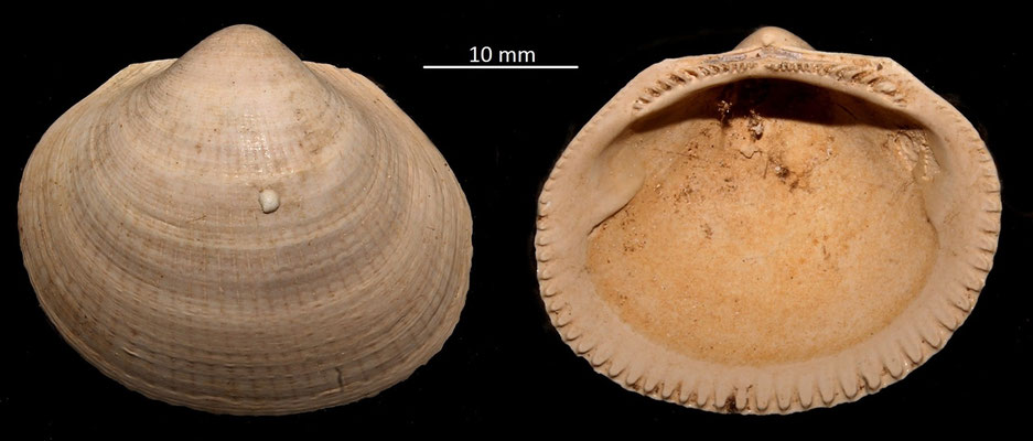 Glycymeris insubrica, Miocene dell'Aquitania