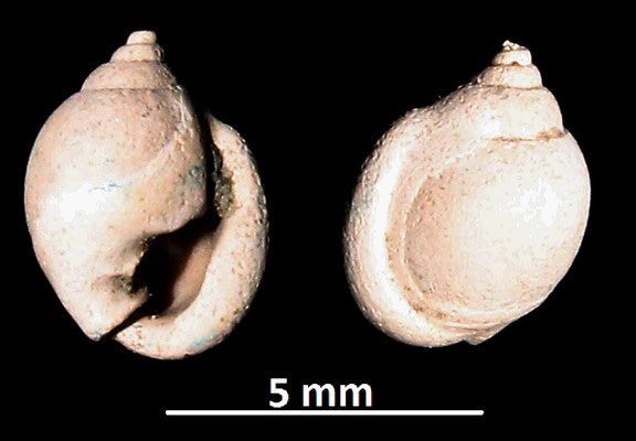 Ringicula cfr. buccinea, Vignola (MO)