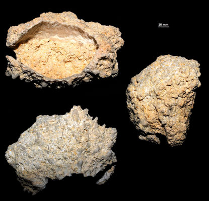 Spondylus gaederopus dalle calcareniti di Tarquinia (VT)