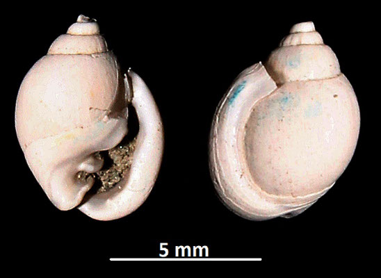 Ringicula cfr. buccinea, Vignola (MO)