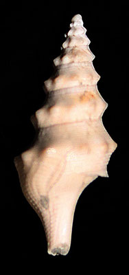 Turricula coquandi, Quattro Castella (RE), Pliocene