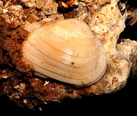 Striarca lactea, Sant'Agostino (Civitavecchia, RM)