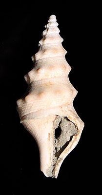 Turricula coquandi, Quattro Castella (RE), Pliocene