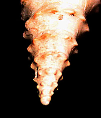 Turricula dimidiata, Quattro Castella (RE), Pliocene, dettaglio dell'apice