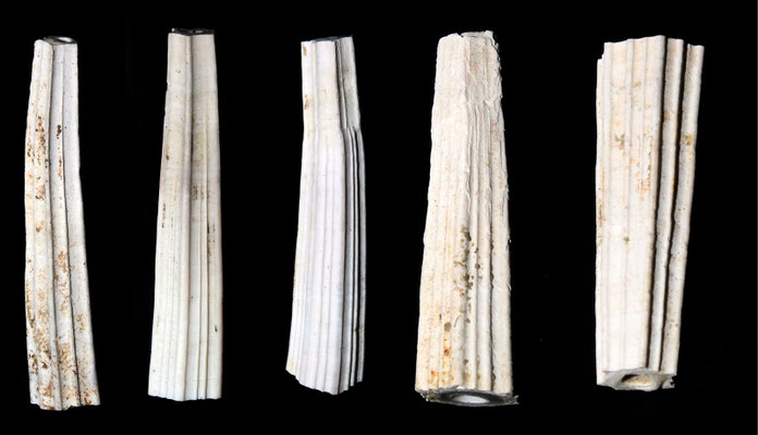 Dentalium sexangulum, calanchi di Sabbiuno (BO)