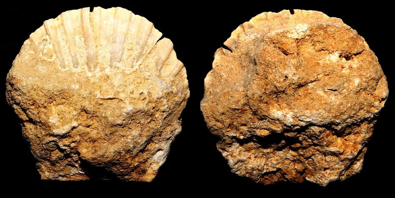 Pecten jacobaeus, colline di Tarquinia (VT)