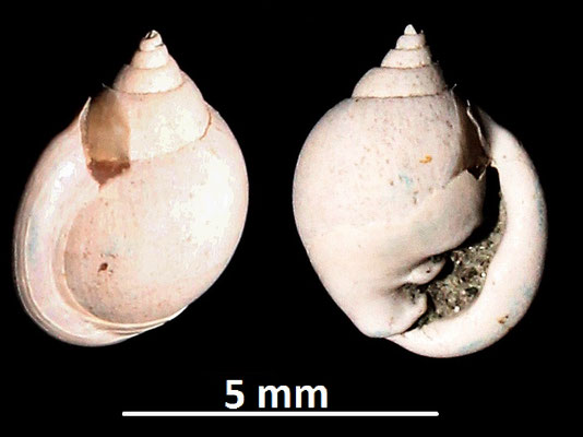 Ringicula cfr. buccinea, Vignola (MO)