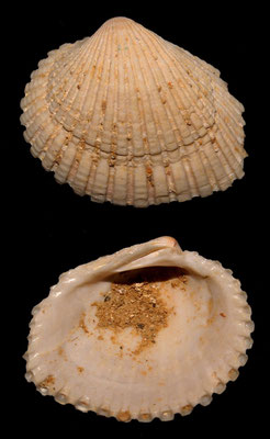 Venericardia pinnula, Miocene dell'Aquitania