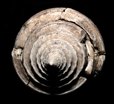 Conus antidiluvianus, Vignola (MO), Pliocene