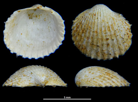 Cardium burdigalinum (giovanile), Miocene dell'Aquitania