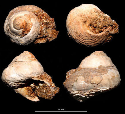 Clanculus corallinus, Sant'Agostino (Civitavecchia, RM)
