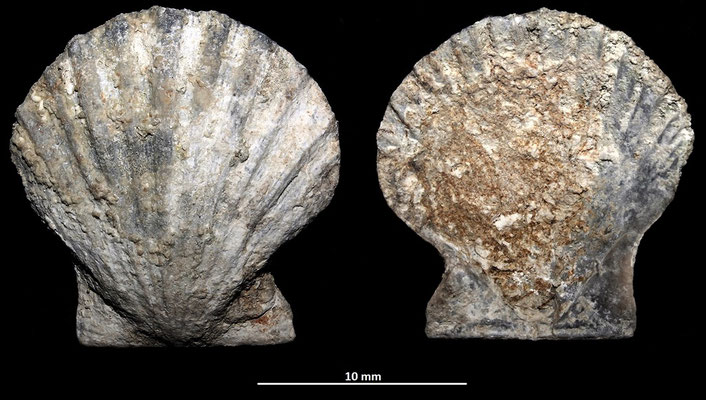 Flexopecten glaber, Macchia della Turchina, Monteromano (VT)