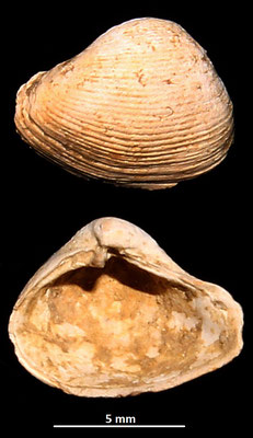 Corbula gibba, Macchia della Turchina (Monteromano, VT)