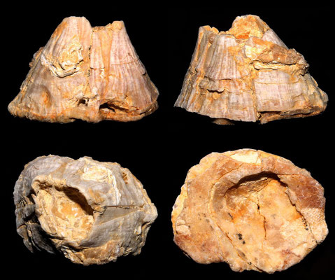 Balanus cfr. concavus, Tarquinia (VT)