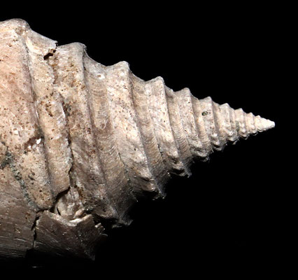 Conus antidiluvianus, Vignola (MO), Pliocene