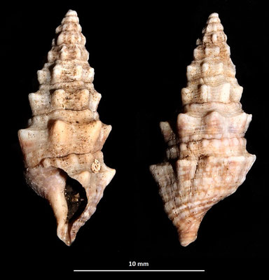 Cerithium cfr. varicosum, Sant'Agostino (Civitavecchia, RM)