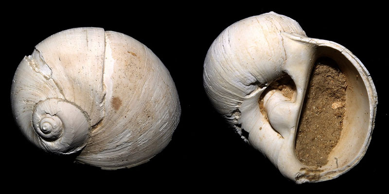 Cochlis sp. dalla Macchia della Turchina
