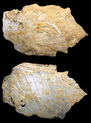 Frammento di Flabelliecten flabelliformis? calcareniti di Tarquinia (VT)
