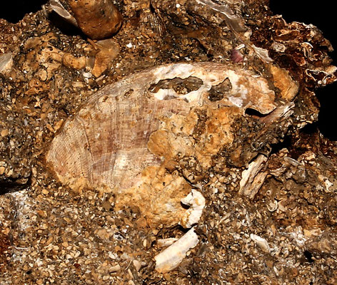 Haliotis tuberculata, Sant'Agostino (Civitavecchia, RM)