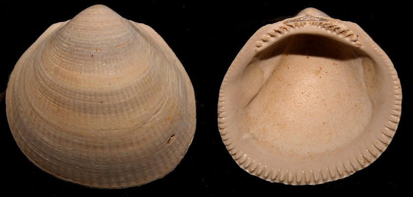 Glycymeris insubrica, Miocene dell'Aquitania