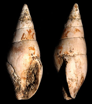Mitrella scripta, Macchia della Turchina (Monteromano, VT)