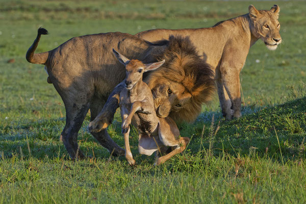 Löwenjagd Masai Mara 