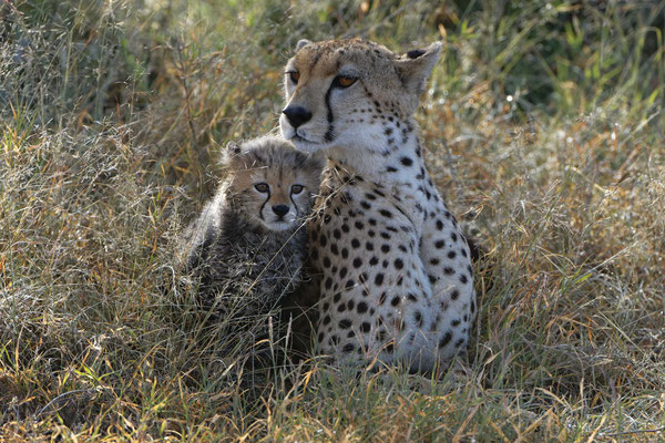 Geparden Baby Masai Mara, Kenia fotografiert Uwe Skrzypczak