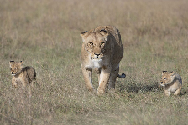 Löwen Baby in der Masai Mara, Kenia fotografiert Uwe Skrzypczak