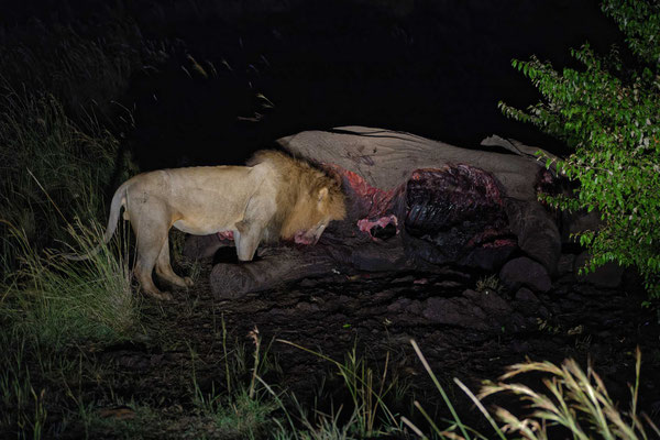 Löwen bei Nacht in der Masai Mara, Kenia. Fotografiert bei meinen Wildlife Fotografie Workshop. 