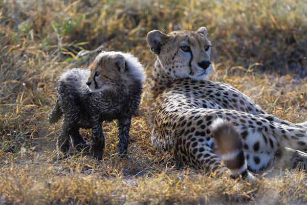 Geparden Baby Masai Mara, Kenia fotografiert Uwe Skrzypczak