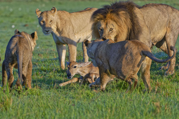 Löwenjagd Masai Mara 