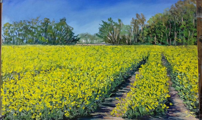 Rapsfeld 30x 45 Pastell. 390,-- gerahmt 