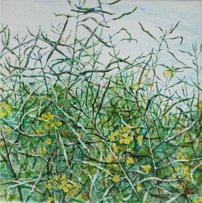 Rapsfeld - weit  - 40 x 40 cm -private collection