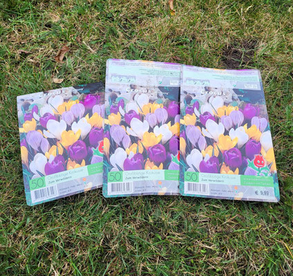 Bunte Krokusse
