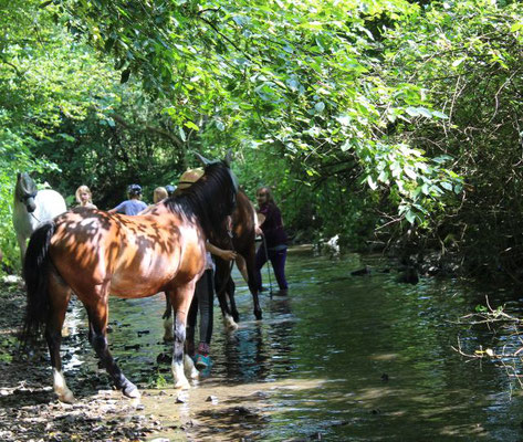 Pferde und Ponys sind eure Partner bei den Reiterferien für Kölner Kinder