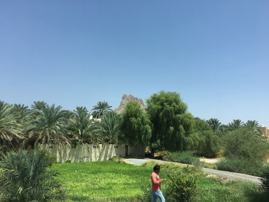 Oman grün